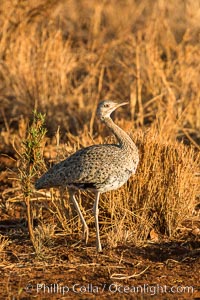 Female black-bellied bustard, Meru National Park, Kenya, Lissotis melanogaster