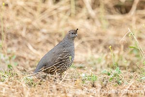 Female California Quail at Lake Hodges, San Diego