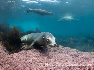Female California sea lion laying on pink marine algae, Coronado Islands, Mexico, Zalophus californianus, Coronado Islands (Islas Coronado)