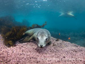 Female California sea lion laying on pink marine algae, Coronado Islands, Mexico, Zalophus californianus, Coronado Islands (Islas Coronado)