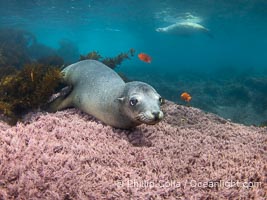 Female California sea lion laying on pink marine algae, Coronado Islands, Mexico. Another female rests at the surface in the background, and two orange garibaldi fish swim around over the reef, Zalophus californianus, Coronado Islands (Islas Coronado)