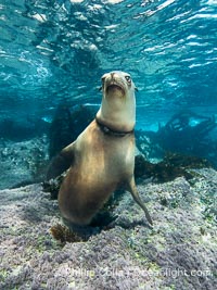 Female California Sea Lion with Severe Fishing Line Entanglement Injury, in the Coronado Islands, Baja California, Mexico. The line is buried in the sea lion's tissue so far that is difficult to see. It is possible this synthetic line will continue to cut into the skin of this sea lion until it succumbs to infection or blood loss. I have never seen any marine mammal rescue teams at the Coronado islands and suspect this poor animal will not live long, Zalophus californianus, Coronado Islands (Islas Coronado)