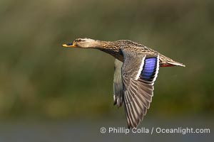 Female Mallard Duck in Flight showing Purple Speculum on Wings, Lake Wohlford, Escondido, California
