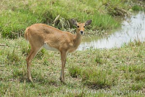 Female reedbuck, Maasai Mara, Kenya, Redunca, Maasai Mara National Reserve