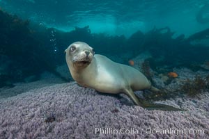 A beautiful golden-brown female California Sea Lion at the Coronado Islands, Baja California, Mexico.  The huge male bull that formed the harem of which she was a part allowed her to hang out with me for a while, even while he continued patrolling just over my head.