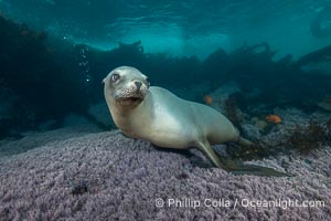 A beautiful golden-brown female California Sea Lion at the Coronado Islands, Baja California, Mexico.  The huge male bull that formed the harem of which she was a part allowed her to hang out with me for a while, even while he continued patrolling just over my head.