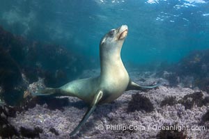 A beautiful golden-brown female California Sea Lion at the Coronado Islands, posing on a carpet of purple marine algae, Baja California, Mexico, Zalophus californianus, Coronado Islands (Islas Coronado)