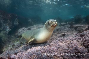 A beautiful golden-brown female California Sea Lion at the Coronado Islands, posing on a carpet of purple marine algae, Baja California, Mexico, Zalophus californianus, Coronado Islands (Islas Coronado)