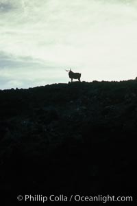 Feral goat atop ridge at sunset.