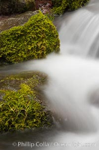 Fern Springs, a small natural spring in Yosemite Valley near the Pohono Bridge, trickles quietly over rocks as it flows into the Merced River. Yosemite Valley, Yosemite National Park, California