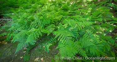 Ferns cover the forest floor of Cathedral Grove, MacMillan Provincial Park, Vancouver Island, British Columbia, Canada