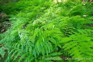 Ferns cover the forest floor of Cathedral Grove, MacMillan Provincial Park, Vancouver Island, British Columbia, Canada