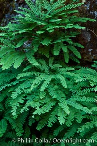 Ferns grow on rock wall, Oregon Caves National Monument