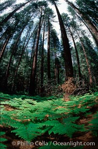 Pines and ferns, Yosemite National Park, California