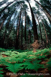 Ferns and Lodgepole Pines in Yosemite Valley, Yosemite National Park, California.