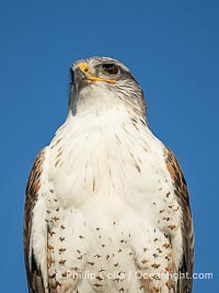 Ferruginous Hawk, Buteo regalis, Buteo regalis, Ramona, California