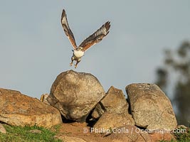 Ferruginous Hawk, Buteo regalis, Buteo regalis, Ramona, California
