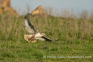 Ferruginous Hawk, Buteo regalis, Buteo regalis, Ramona, California