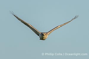 Ferruginous Hawk, Buteo regalis, Buteo regalis, Ramona, California