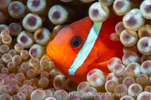 Fiji Barberi Clownfish, Amphiprion barberi, hiding among anemone tentacles, Fiji, Amphiprion barberi, Namena Marine Reserve, Namena Island