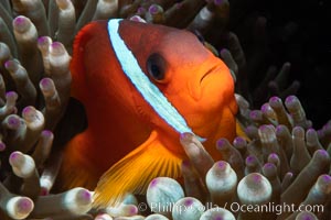 Fiji Barberi Clownfish, Amphiprion barberi, hiding among anemone tentacles, Fiji, Amphiprion barberi, Namena Marine Reserve, Namena Island