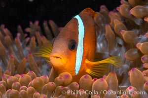 Fiji Barberi Clownfish, Amphiprion barberi, hiding among anemone tentacles, Fiji, Amphiprion barberi