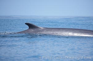 Fin whale dorsal fin.  The fin whale is named for its tall, falcate dorsal fin.  Mariners often refer to them as finback whales.  Coronado Islands, Mexico (northern Baja California, near San Diego), Balaenoptera physalus, Coronado Islands (Islas Coronado)