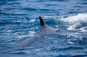 Fin whale dorsal fin.  The fin whale is named for its tall, falcate dorsal fin.  Mariners often refer to them as finback whales.  Coronado Islands, Mexico (northern Baja California, near San Diego), Balaenoptera physalus, Coronado Islands (Islas Coronado)