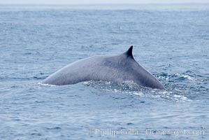 Fin whale.  The distinctive white coloration on the right lower jaw of all fin whales is seen just below the surface.  Coronado Islands, Mexico (northern Baja California, near San Diego), Balaenoptera physalus, Coronado Islands (Islas Coronado)