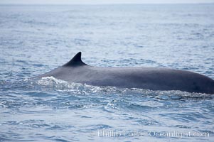 Fin whale dorsal fin.  The fin whale is named for its tall, falcate dorsal fin.  Mariners often refer to them as finback whales.  Coronado Islands, Mexico (northern Baja California, near San Diego), Balaenoptera physalus, Coronado Islands (Islas Coronado)