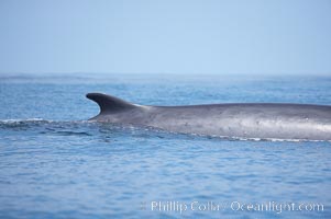 Fin whale dorsal fin.  The fin whale is named for its tall, falcate dorsal fin.  Mariners often refer to them as finback whales.  Coronado Islands, Mexico (northern Baja California, near San Diego), Balaenoptera physalus, Coronado Islands (Islas Coronado)