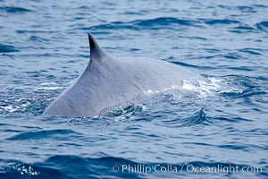 Fin whale dorsal fin.  The fin whale is named for its tall, falcate dorsal fin.  Mariners often refer to them as finback whales.  Coronado Islands, Mexico (northern Baja California, near San Diego), Balaenoptera physalus, Coronado Islands (Islas Coronado)