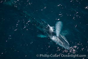 Fin whale, Balaenoptera physalus