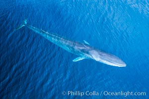 Fin whale showing distinctive white right jaw, aerial photo