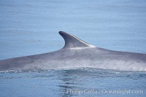 Fin whale dorsal fin.  The fin whale is named for its tall, falcate dorsal fin.  Mariners often refer to them as finback whales.  Coronado Islands, Mexico (northern Baja California, near San Diego).