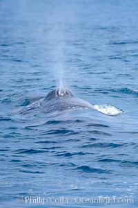 A fin whale blows at the surface between dives.  Coronado Islands, Mexico (northern Baja California, near San Diego).