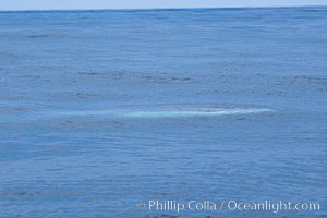 Fin whale dorsal fin.  The fin whale is named for its tall, falcate dorsal fin.  Mariners often refer to them as finback whales.  Coronado Islands, Mexico (northern Baja California, near San Diego), Balaenoptera physalus, Coronado Islands (Islas Coronado)