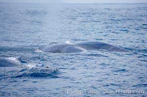 Three fin whales swim at the surface between dives.  Coronado Islands, Mexico (northern Baja California, near San Diego), Balaenoptera physalus, Coronado Islands (Islas Coronado)