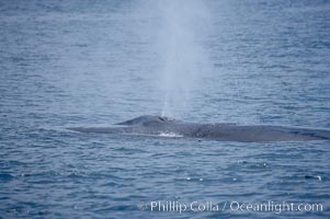 A fin whale blows at the surface between dives.  Coronado Islands, Mexico (northern Baja California, near San Diego), Balaenoptera physalus, Coronado Islands (Islas Coronado)