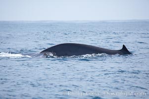 Fin whale dorsal fin.  The fin whale is named for its tall, falcate dorsal fin.  Mariners often refer to them as finback whales.  Coronado Islands, Mexico (northern Baja California, near San Diego), Balaenoptera physalus, Coronado Islands (Islas Coronado)