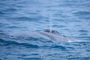 Fin whale.  Coronado Islands, Mexico (northern Baja California, near San Diego), Balaenoptera physalus, Coronado Islands (Islas Coronado)