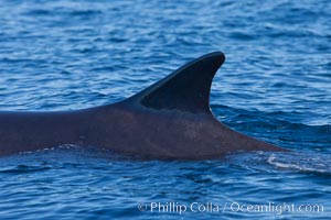 Fin whale dorsal fin. The fin whale is the second longest and sixth most massive animal ever, reaching lengths of 88 feet. La Jolla, California, USA, Balaenoptera physalus, natural history stock photograph, photo id 27110