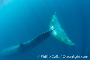 Fin whale underwater.  The fin whale is the second longest and sixth most massive animal ever, reaching lengths of 88 feet, Balaenoptera physalus, La Jolla, California
