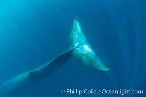 Fin whale underwater.  The fin whale is the second longest and sixth most massive animal ever, reaching lengths of 88 feet.