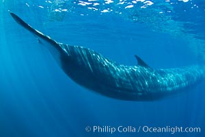 A gigantic fin whale passes just above and next to me through the open ocean, the tip of its enormous fluke just a foot or two from the lens of my camera.  If the whale wanted to, it could have squashed me like a little bug.