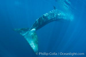 Fin whale underwater.  The fin whale is the second longest and sixth most massive animal ever, reaching lengths of 88 feet, Balaenoptera physalus, La Jolla, California