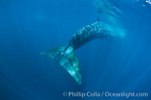 Fin whale underwater.  The fin whale is the second longest and sixth most massive animal ever, reaching lengths of 88 feet, Balaenoptera physalus, La Jolla, California