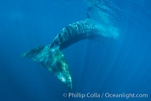 Fin whale underwater.  The fin whale is the second longest and sixth most massive animal ever, reaching lengths of 88 feet.