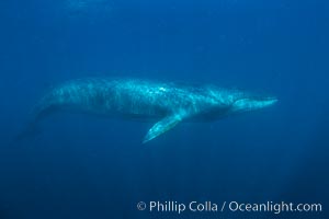 Fin whale underwater. The fin whale is the second longest and sixth most massive animal ever, reaching lengths of 88 feet, Balaenoptera physalus