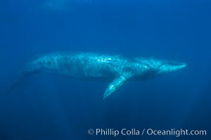 Fin whale (Balaenoptera physalus) underwater photo, full body shot, note distinctive white coloration on the right side of the whales rostrum.